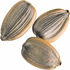 Carrot seed